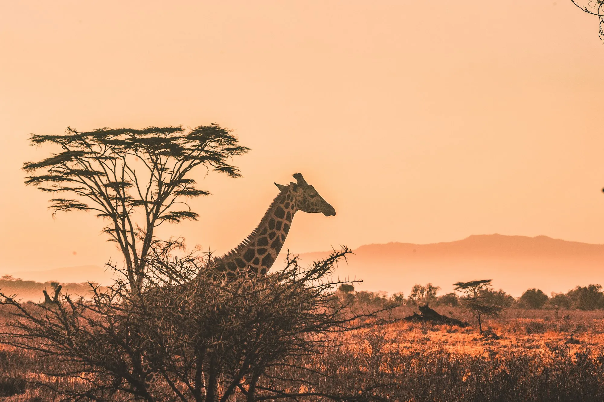 Giraffe at sunset on the Kenyan savannah